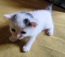 Cat Discord emoji