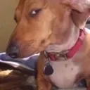 SkepticalDog