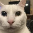 Cannycat Cannycat
