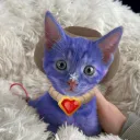 kittycar