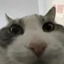 catlooksinside