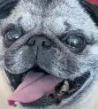 Bruceyes