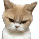 Angrycat