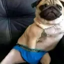 dogg
