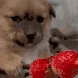 dogScared