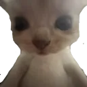 cat_HM
