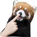 redpandaboop