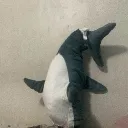 shadowblahajstandsonhead