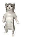CatGroove