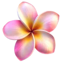 0_2Plumeria