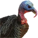 Turkey Turkey