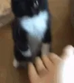 ppHighfivecat