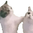 CatHug