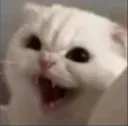 angrycat