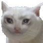 BAI_carsadyes