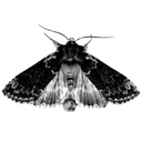 19987gothmoth