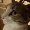 catsideeye