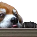 redpanda_blepB