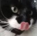 oreo_yummers