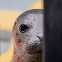 13evilseal