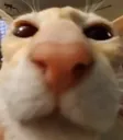 whatswithyournose