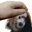 redpanda_pet