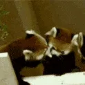 redpanda_kiss