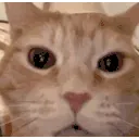 35688cat