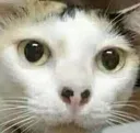 86823huhcat