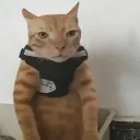 stare