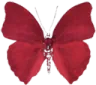 1_butterfly