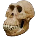 apeskull
