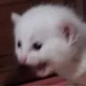 DGcatScreamm