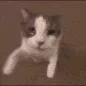 DGcatKiss