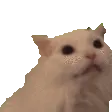 DGcatYell