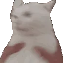 DGcatShake