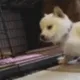 Puppy_Kiss