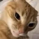 dingus