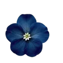 sagesblueflower7
