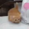 CatArrival