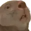 beaverSideeye