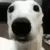 Dogshiver