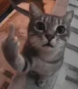:catfinger: