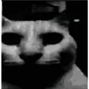 catdespair