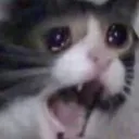 cryingcat