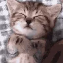 napkitty