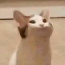 pampkitty