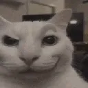 rightkitty