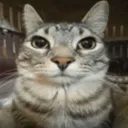 seriouskitty
