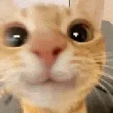 cutekitty